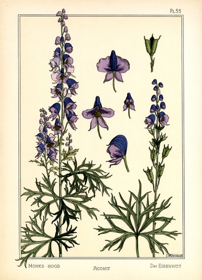 Aconite (väri litho) tekijältä Maurice Pillard Verneuil