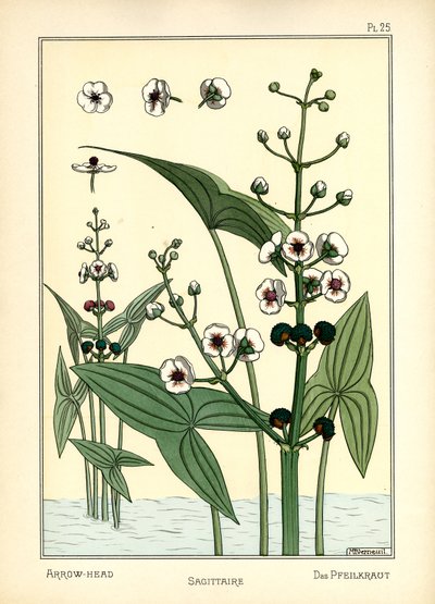 Nuolenpää (väri litho) tekijältä Maurice Pillard Verneuil