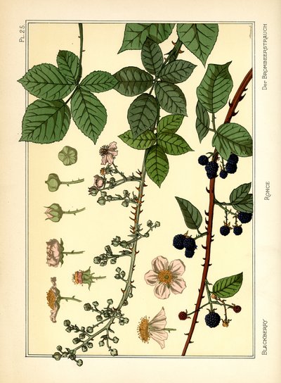 Blackberry Bush (väri litho) tekijältä Maurice Pillard Verneuil
