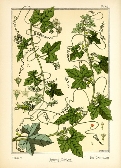 Bryony (väri litho) tekijältä Maurice Pillard Verneuil