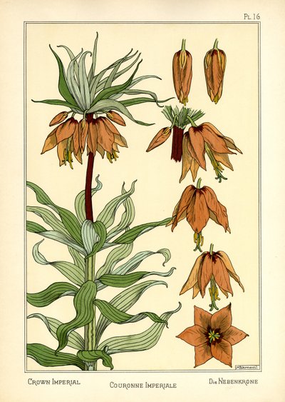 The Crown Imperial (väri litho) tekijältä Maurice Pillard Verneuil