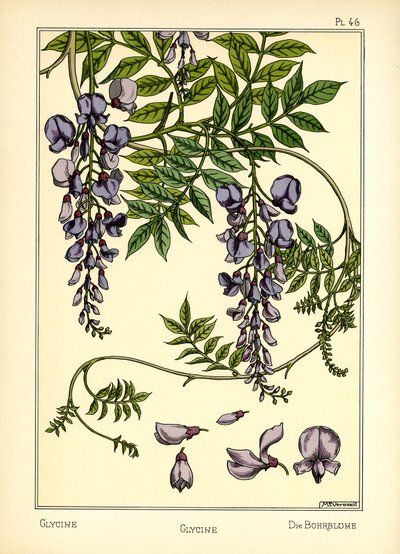 The Glycine (väri litho) tekijältä Maurice Pillard Verneuil