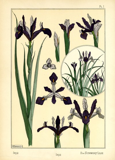 Iris (värinen lito) tekijältä Maurice Pillard Verneuil