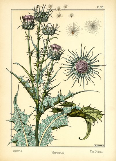 Thistle (väri litho) tekijältä Maurice Pillard Verneuil