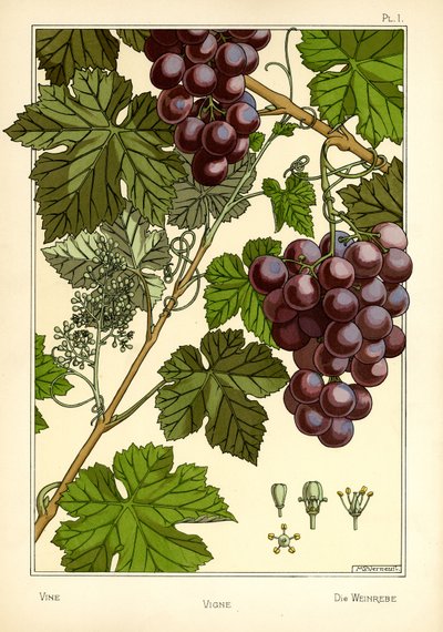 Vine (väri litho) tekijältä Maurice Pillard Verneuil