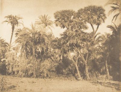 Taatelipalmujen ja doumsien puu, Hamarnehissa, 1849-50. tekijältä Maxime Du Camp