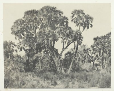 Palmupuut Doums, Ylä-Egypti, 184951, painettu 1852. tekijältä Maxime Du Camp