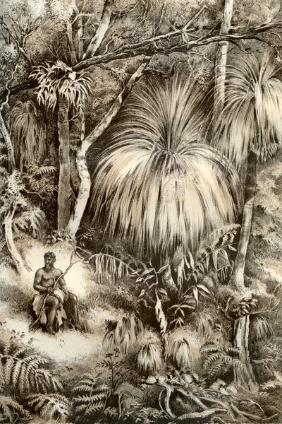Tasmanian metsämaisema, 1879 tekijältä McFarlane and Erskine