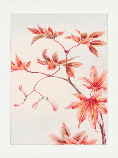 Momiji-vaahteran oksa lehdineen ja siemeniineen, 1870–1880 tekijältä Megata Morikaga