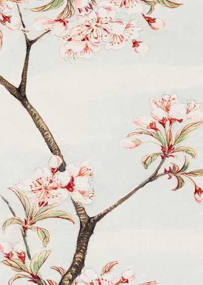 Sakura-kirsikka vuosina 1870–1880 tekijältä Megata Morikaga