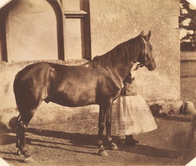 Sulttaani, 1850-luvun puoliväli. tekijältä Mervyn Herbert Nevil Story Maskelyne