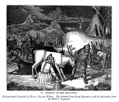 Porojen lypsy, 1843 tekijältä Messrs Sly and Wilson