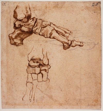 Anatominen jalkatutkimus tekijältä Michelangelo (after) Buonarroti
