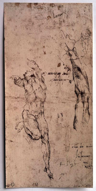 Alaston mies, käsivarsi. Piirustus Michelangelo Buonarroti dit Michelangelo (Michelangelo tai Michel Ange tekijältä Michelangelo Buonarroti