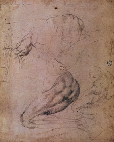 Sikstuksen kappelin katto (1508-12): luonnoksia Eevan hahmosta Alkusyntikohtauksesta (hiili paperilla) tekijältä Michelangelo Buonarroti