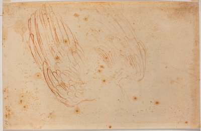 Kotkan luonnos tekijältä Michelangelo Buonarroti