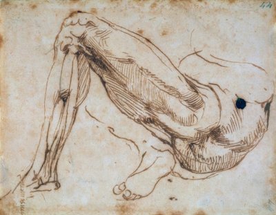 Studie eines Beines tekijältä Michelangelo Buonarroti