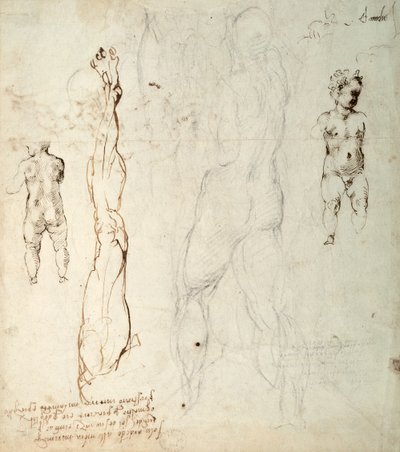 Tutkimus Kristus-lapsesta ja anatominen piirustus muistiinpanoilla (musta liitu ja ruskea muste paperille) (käänteinen) tekijältä Michelangelo Buonarroti