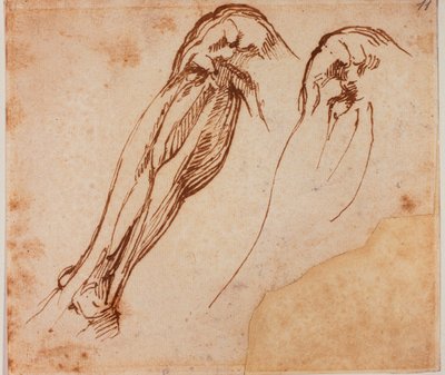 Kaksi jalkatutkimusta tekijältä Michelangelo Buonarroti