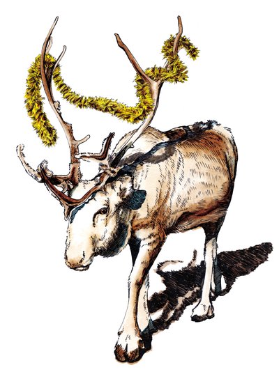 Jouluporo valkoisella, 2020 tekijältä Mike Davis