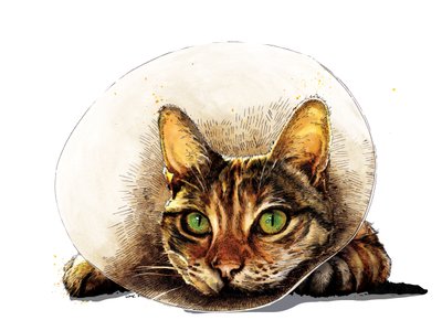 Get Well Cat on White, 2020 tekijältä Mike Davis