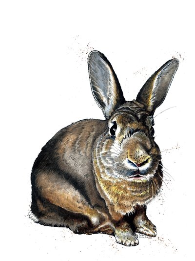 Meg The Bunny on White, 2019 tekijältä Mike Davis