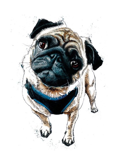 Teddy The Mopsi valkoisella, 2019 tekijältä Mike Davis