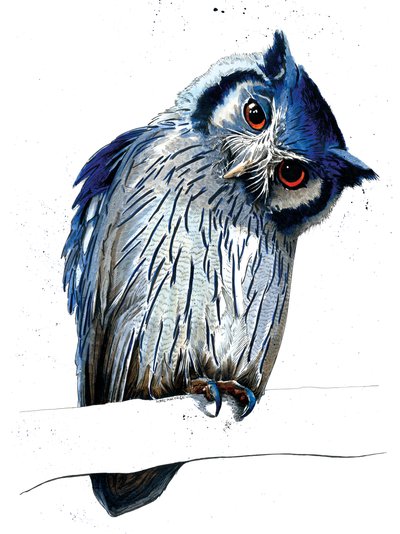 Pohjoinen valkonaamapöllö valkoisella päällä, 2019 tekijältä Mike Davis