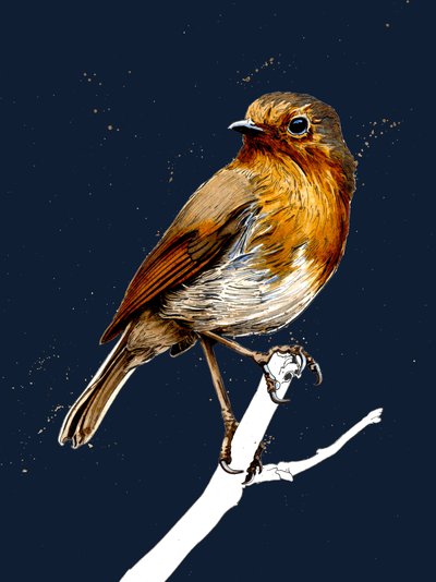 The Robin on Midnight Blue, 2020 tekijältä Mike Davis