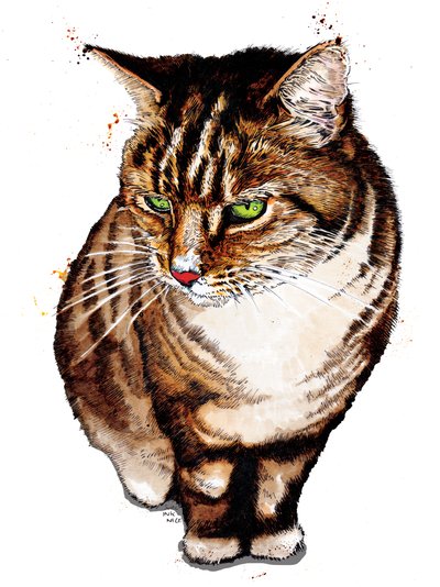 Tabby Cat on White, 2020 tekijältä Mike Davis