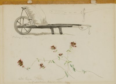St. Valery-Blow-Wild Thyme (villi timjami) tekijältä Miner Kilbourne Kellogg
