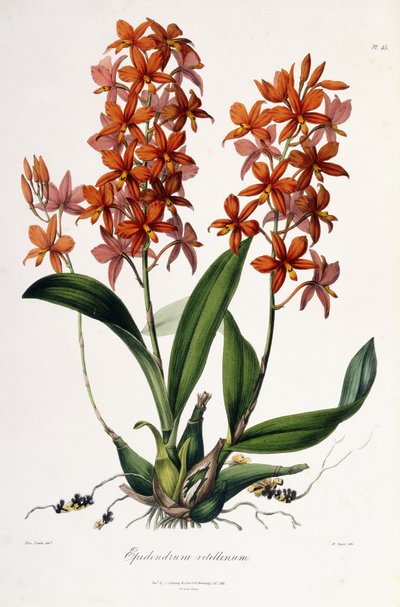 Epidendrum Vitellinus, n. 1837-41 tekijältä Miss Drake