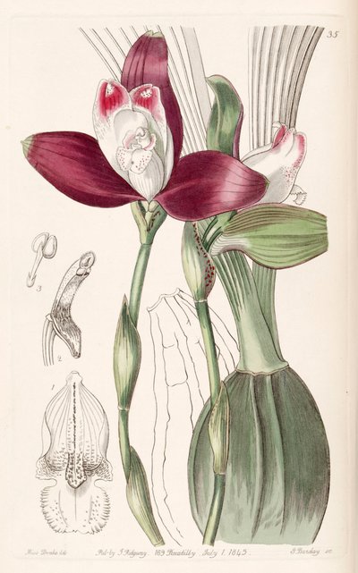 Lycaste macrophylla (syn. Lycaste plana) tekijältä Miss Drake
