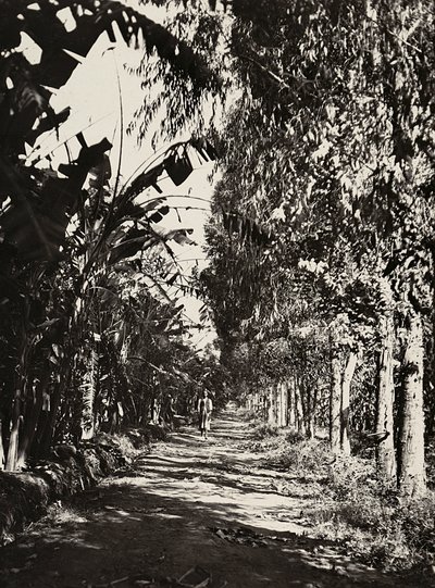 Imperiumin rakentaminen fasistisella aikakaudella: hedelmätarha Cherenissä, 5.9.1936 (mv-valokuva) tekijältä Modestino Baldinetti