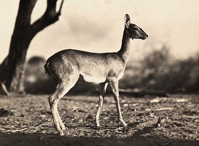 Imperiumin rakentaminen fasistisella aikakaudella: Setitin vuohi, 9.5.1936 (mv/w kuva) tekijältä Modestino Baldinetti