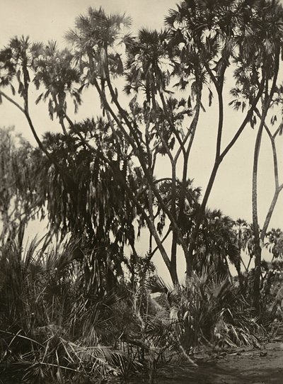 "Imperiumin rakentaminen" fasistisella aikakaudella: Dum-palmulehto, 5.9.1936 (b/w kuva) tekijältä Modestino Baldinetti