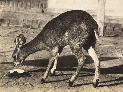 Imperiumin rakentaminen fasistisella aikakaudella: antilooppi, 9.5.1936 (mv/w kuva) tekijältä Modestino Baldinetti