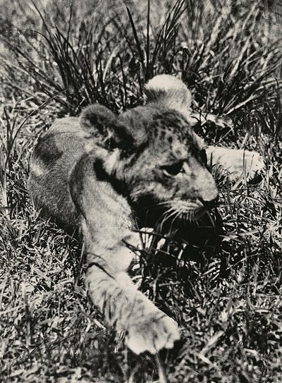 Imperiumin rakentaminen fasistisella aikakaudella: esimerkki nuoresta leijonasta, 09.5.1936 (mv/w kuva) tekijältä Modestino Baldinetti