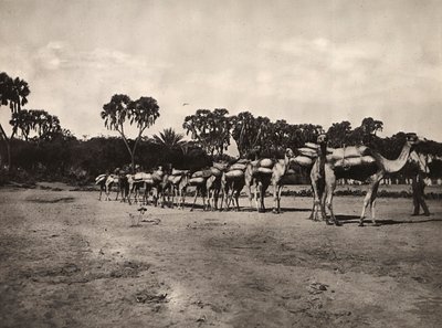 Imperiumin rakentaminen fasismin aikakaudella: kamelikaravaani, 09/05/1936 (s/w-kuva) tekijältä Modestino Baldinetti