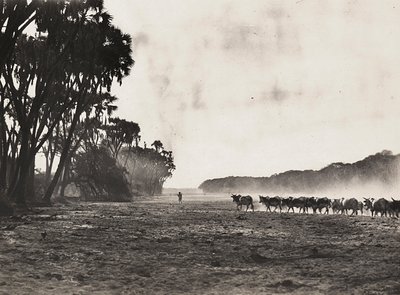 Imperiumin rakentaminen fasismin aikana: karjaa paimennetaan kohti Gasc-jokea, 09/05/1936 (s/w-kuva). tekijältä Modestino Baldinetti