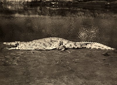 Imperiumia rakentamassa fasistisella aikakaudella: krokotiili, 9.5.1936 (mv/v kuva) tekijältä Modestino Baldinetti