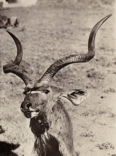 Imperiumin rakentaminen fasismin aikana: esimerkki agazenista, 09/05/1936 (s/w-kuva). tekijältä Modestino Baldinetti
