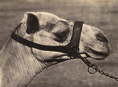 Imperiumin rakentaminen fasistisella aikakaudella: bisciari kamelin pää, 09.5.1936 (mv/w kuva) tekijältä Modestino Baldinetti