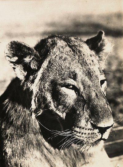 Imperiumin rakentaminen fasismin aikana: leijonan pää, 09/05/1936 (s/w-kuva) tekijältä Modestino Baldinetti