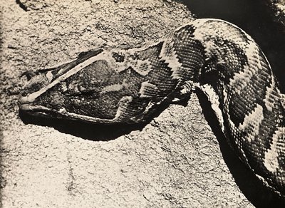 Imperiumin rakentaminen fasismin aikana: pytonin pää, 09/05/1936 (s/w-kuva) tekijältä Modestino Baldinetti
