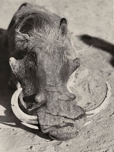 "Imperiumin rakentaminen" fasistisella aikakaudella: villisian pää, 9.5.1936 (m/v kuva) tekijältä Modestino Baldinetti
