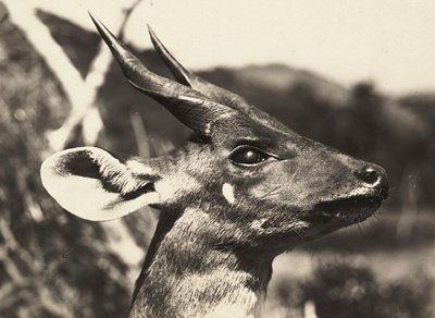Imperiumin rakentaminen fasistisella aikakaudella: antiloopin pää, 9.5.1936 (mv/v kuva) tekijältä Modestino Baldinetti