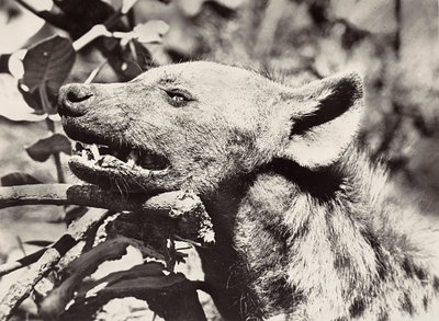 Imperiumia rakentamassa fasistisella aikakaudella: hyeenan pää, 9.5.1936 (mv/v kuva) tekijältä Modestino Baldinetti