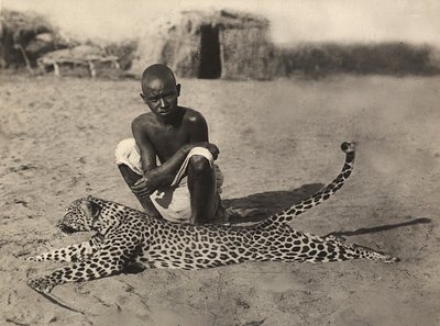 Imperiumin rakentaminen fasismin aikakaudella: intiaani esittelee leopardia, 09/05/1936 (s/w-kuva) tekijältä Modestino Baldinetti