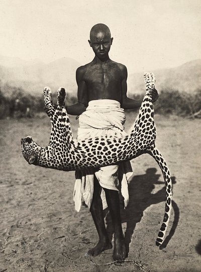 "Imperiumin rakentaminen" fasistisella aikakaudella: alkuperäiskansa esittelee leopardia, 5.9.1936 (mv/w kuva) tekijältä Modestino Baldinetti